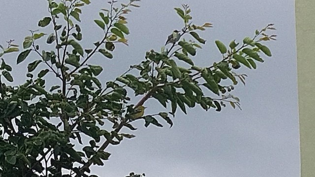 Common Iora - ML640907465