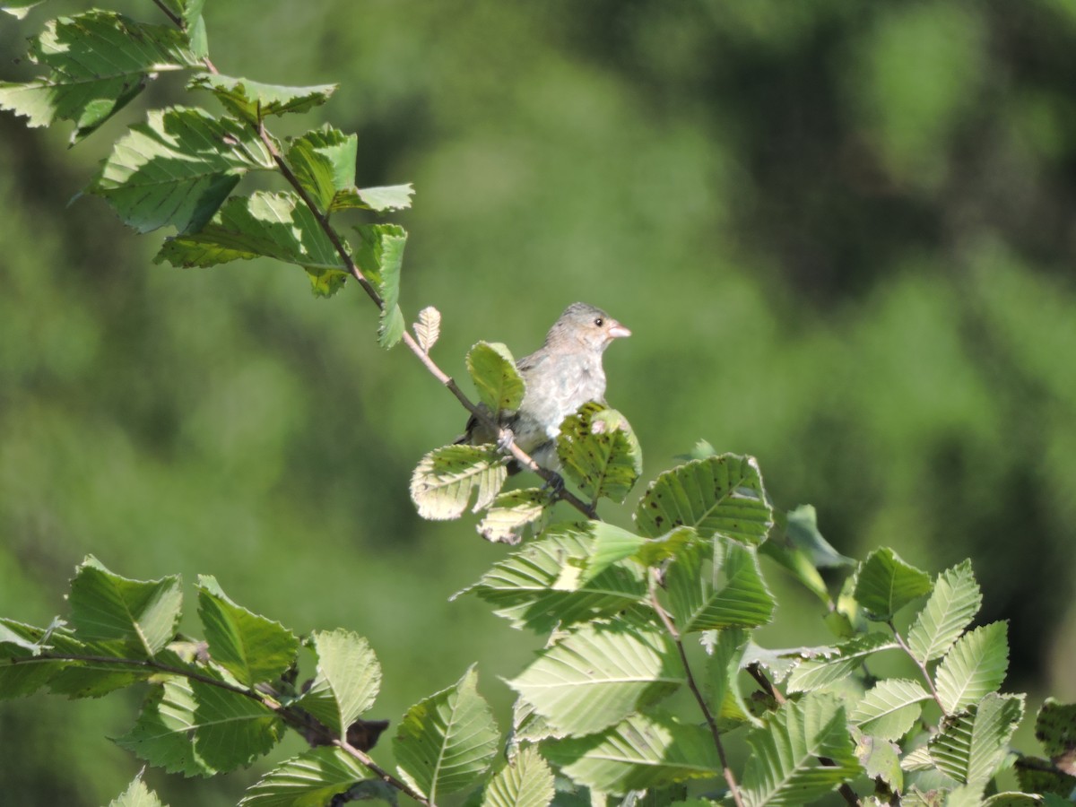 Indigo Bunting - ML640907474