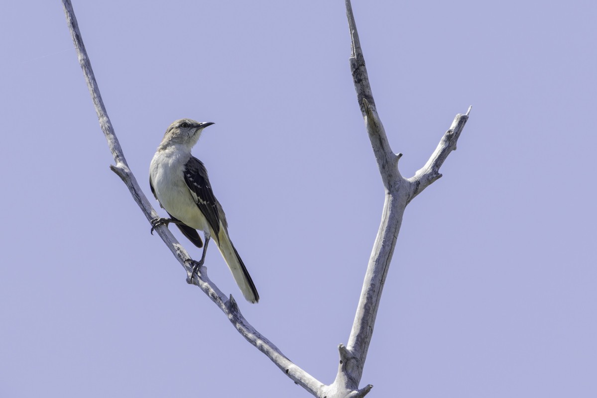 drozdec mnohohlasý - ML640907574