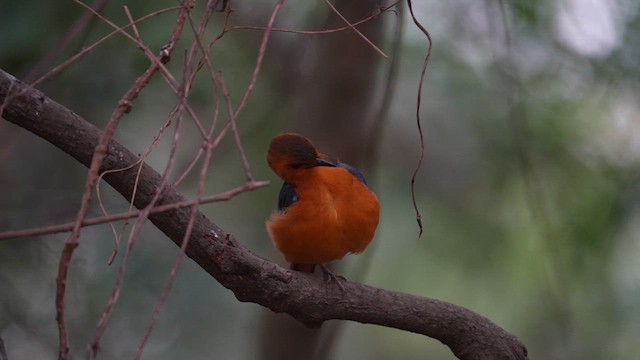 Red-capped Robin-Chat - ML640907592