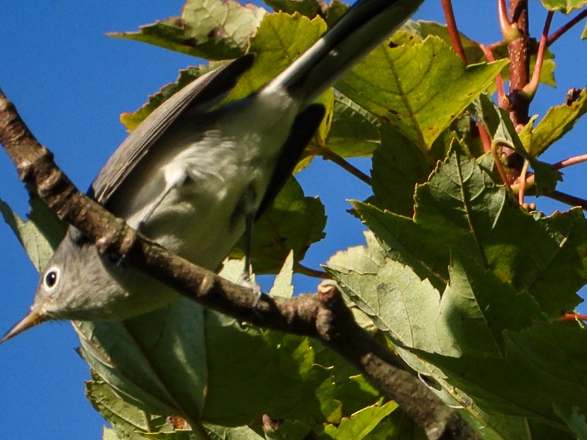 Blue-gray Gnatcatcher - ML640907666