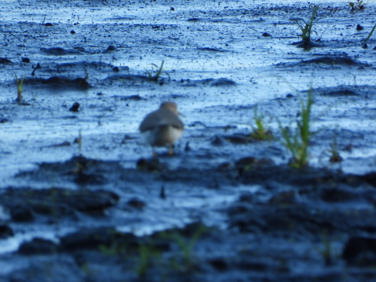 Green Heron - ML640907667