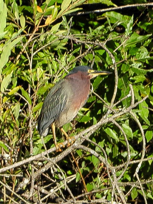 Green Heron - ML640907668