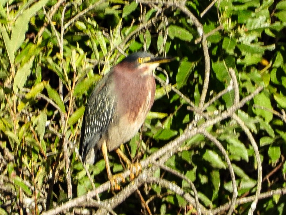 Green Heron - ML640907669