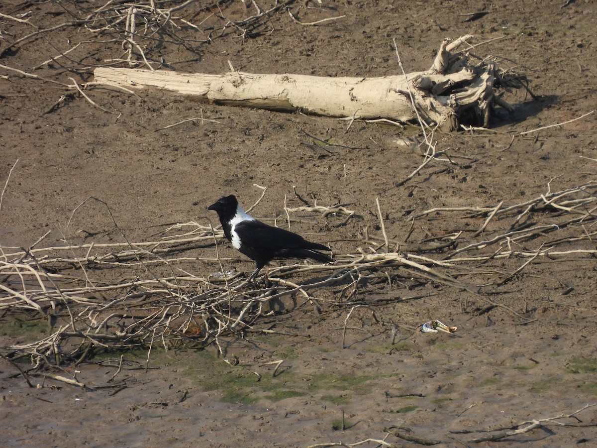 Collared Crow - ML640907718