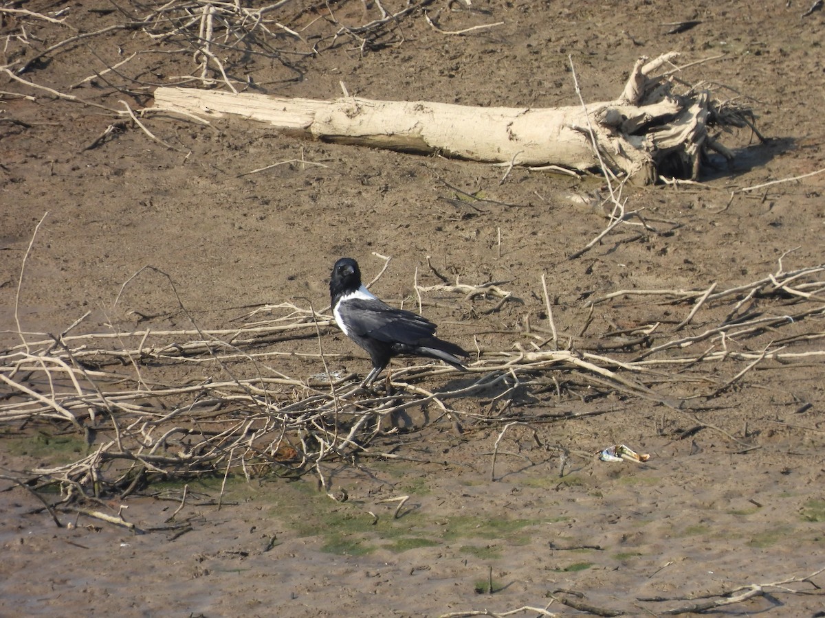 Collared Crow - ML640907720