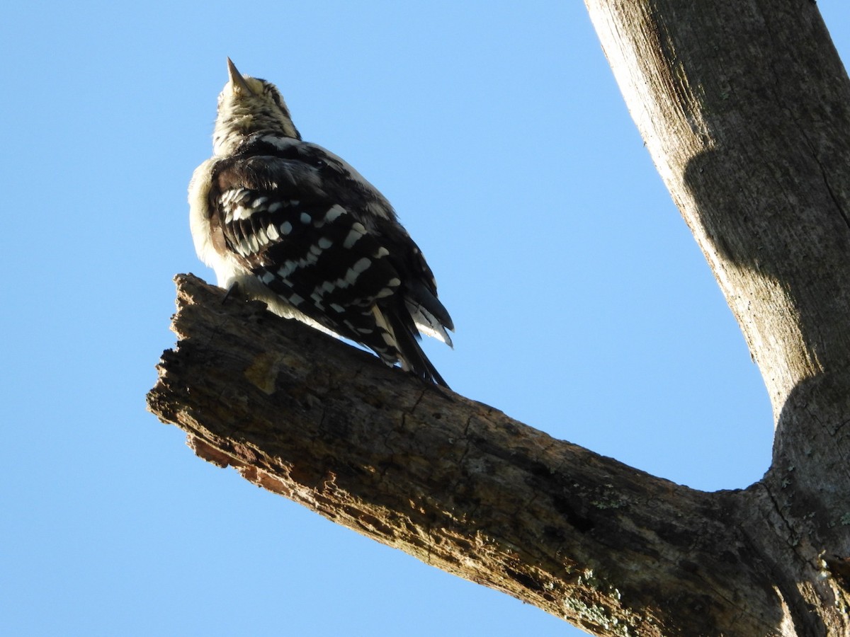 Downy Woodpecker - ML640907741