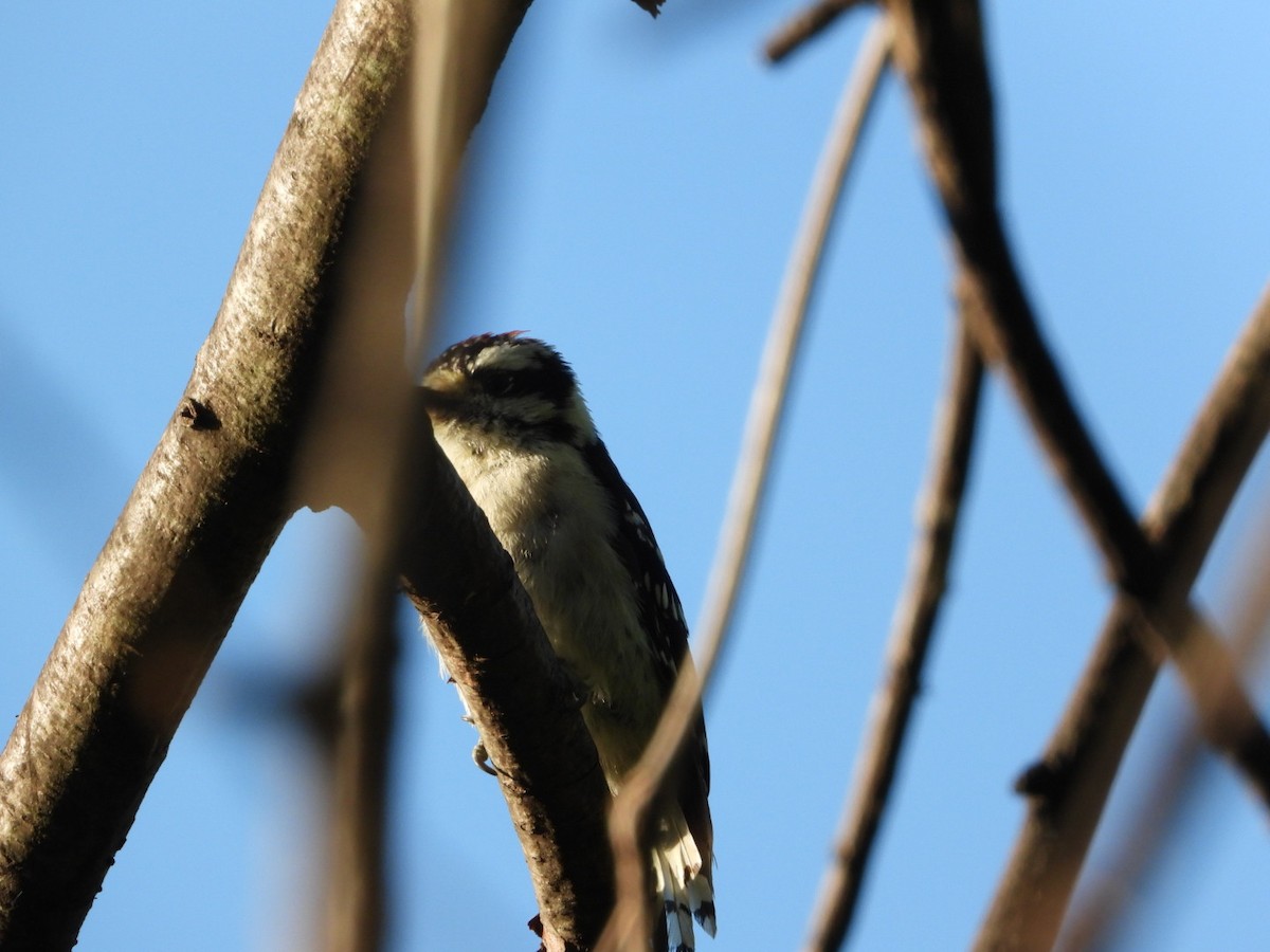 Downy Woodpecker - ML640907742