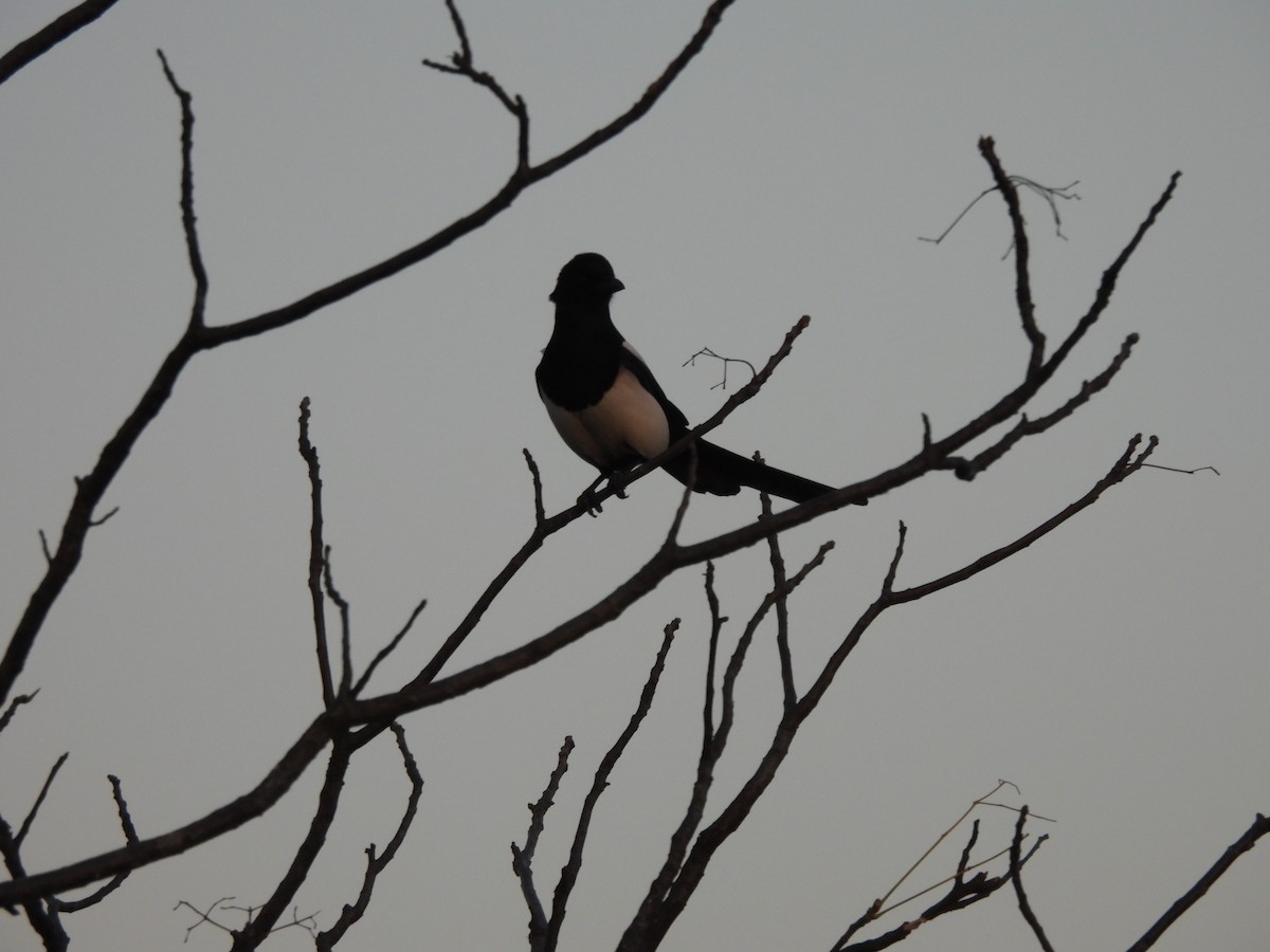 Oriental Magpie - ML640907750