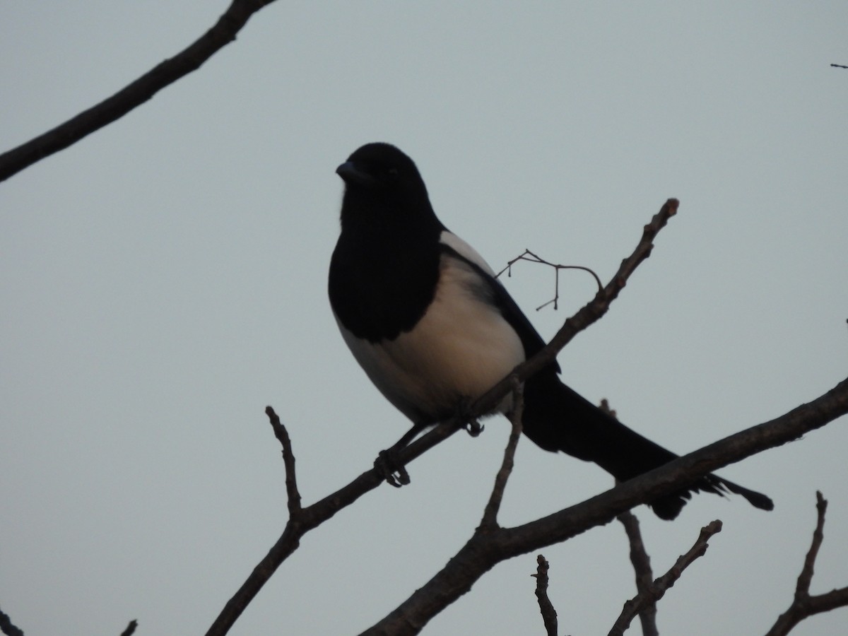 Oriental Magpie - ML640907751
