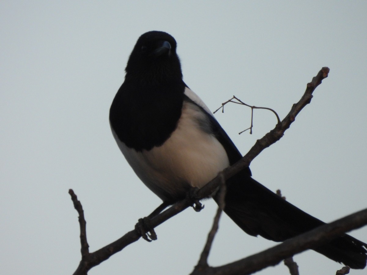 Oriental Magpie - ML640907752