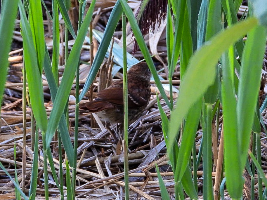Brown Thrasher - ML640907764