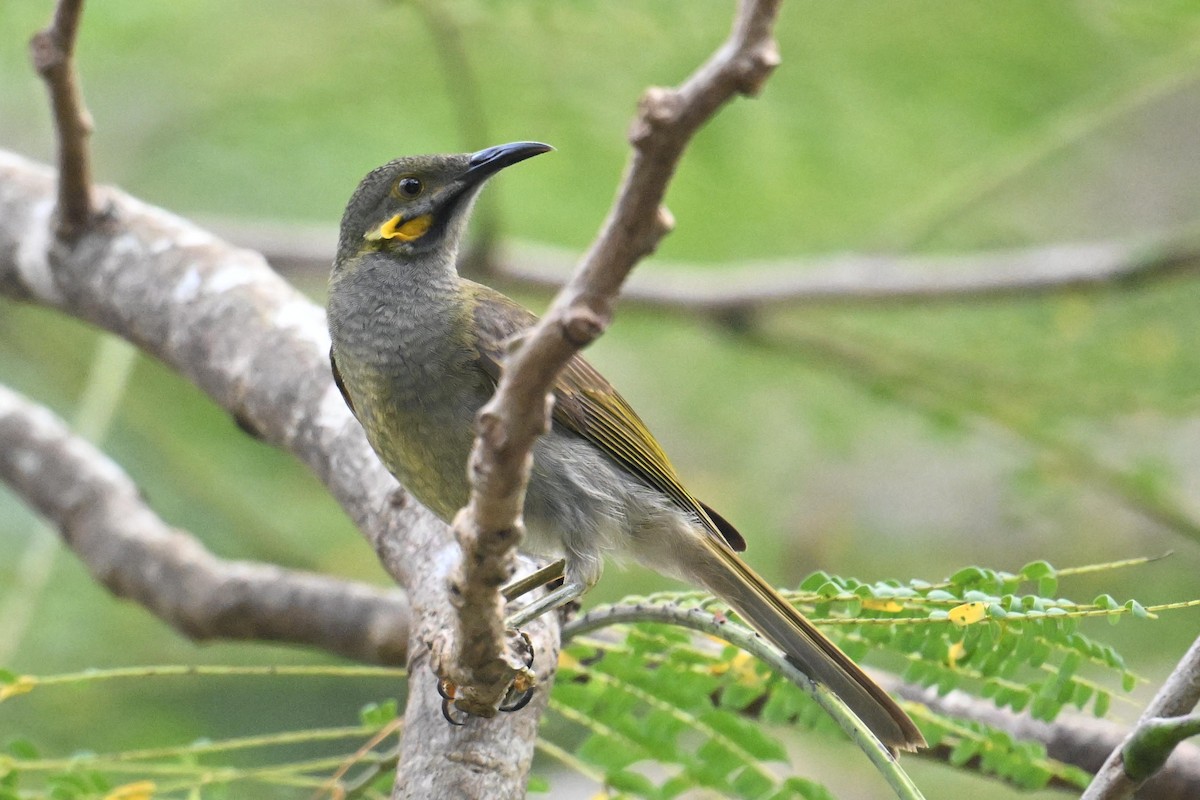 Northern Wattled-Honeyeater - ML640907774
