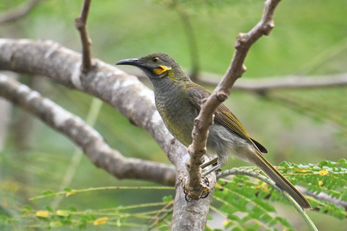 Northern Wattled-Honeyeater - ML640907775