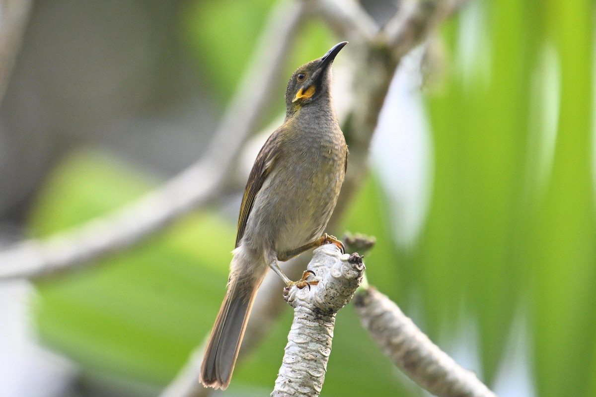 Northern Wattled-Honeyeater - ML640907820
