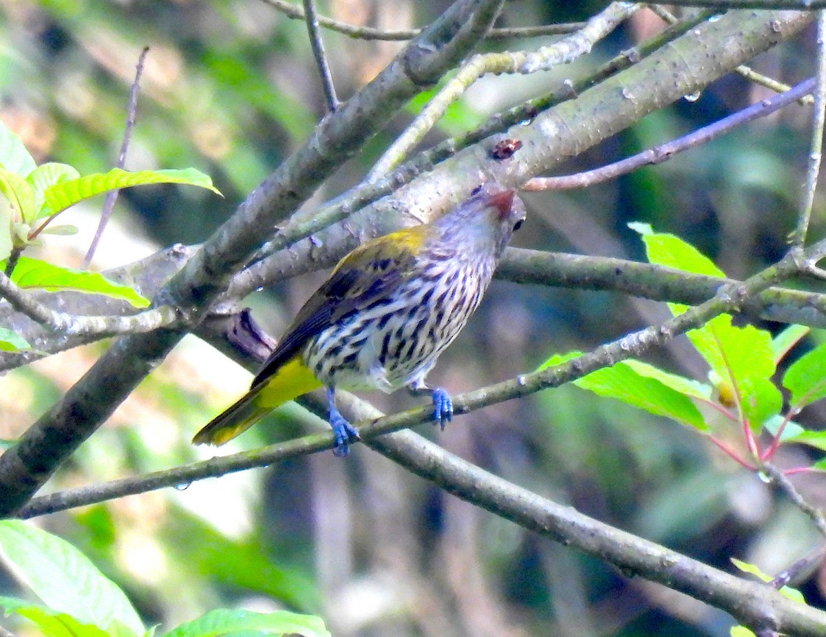 Ventriloquial Oriole - ML640907837