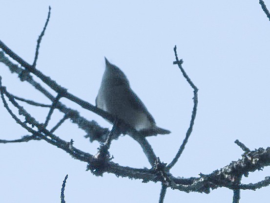 Red-eyed Vireo - ML640907845