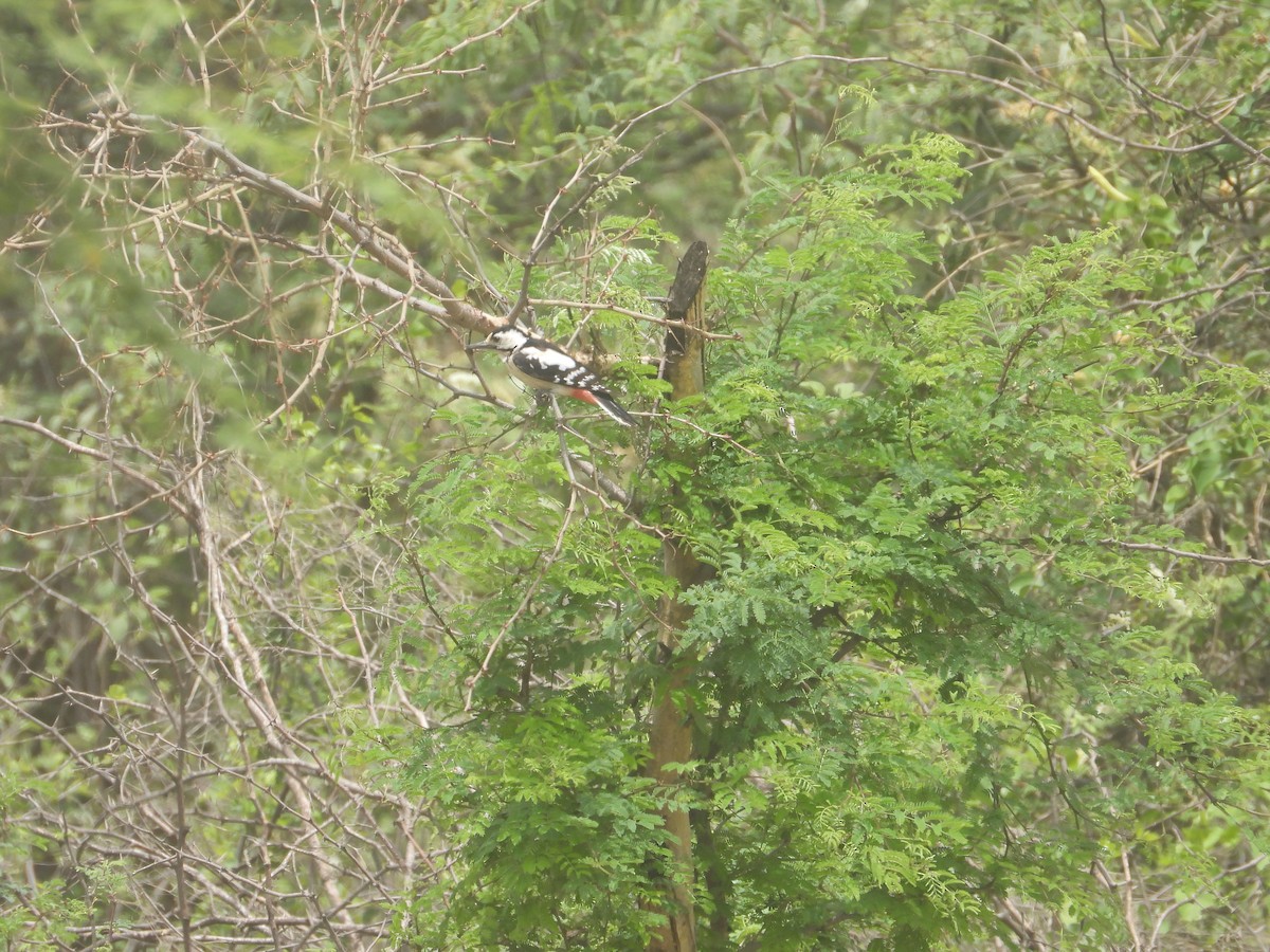 Sind Woodpecker - ML640907877