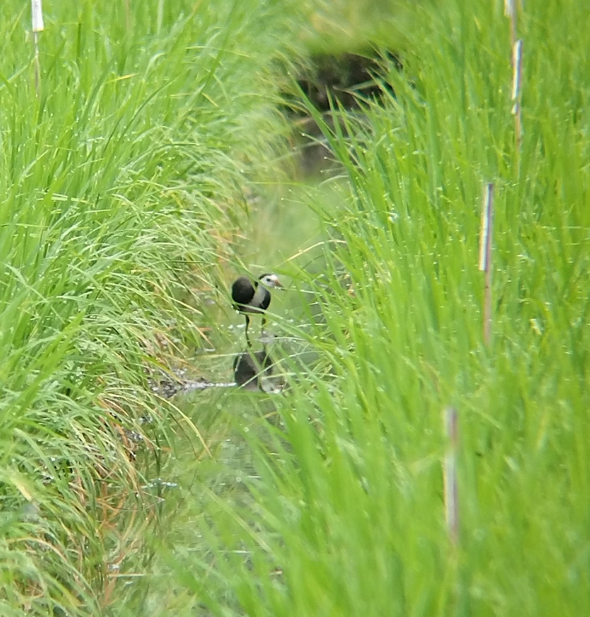 White-breasted Waterhen - ML640907889