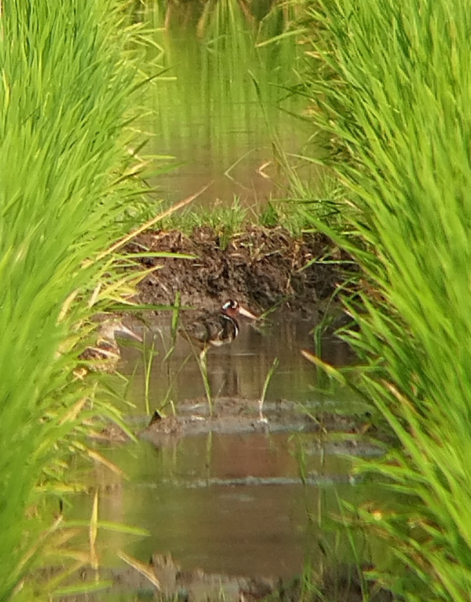 Greater Painted-Snipe - ML640907894