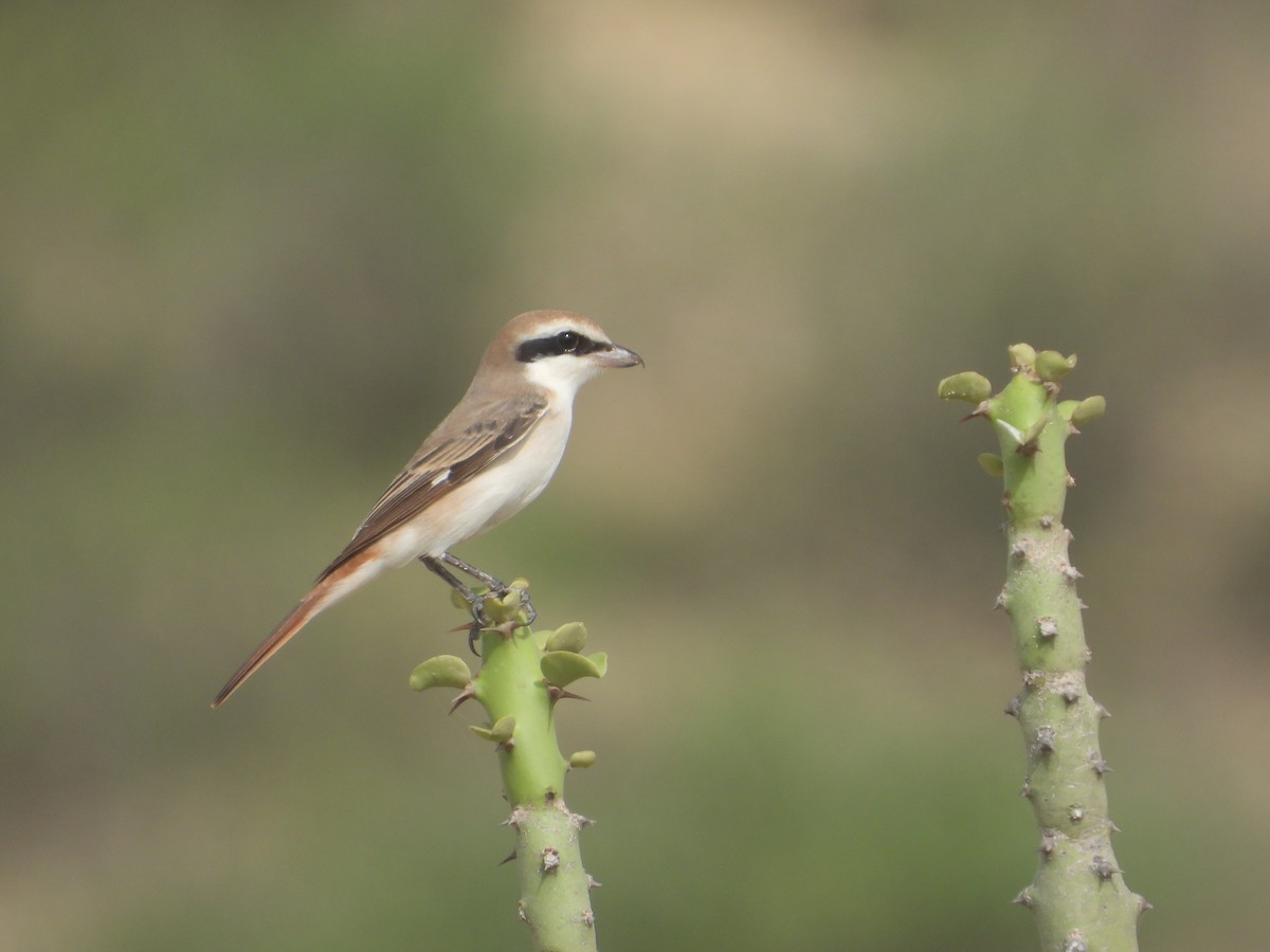 Red-tailed Shrike - ML640907912