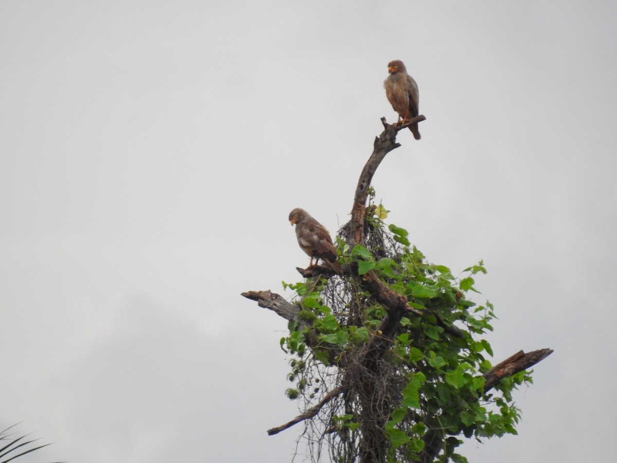 Rufous-winged Buzzard - ML640907920