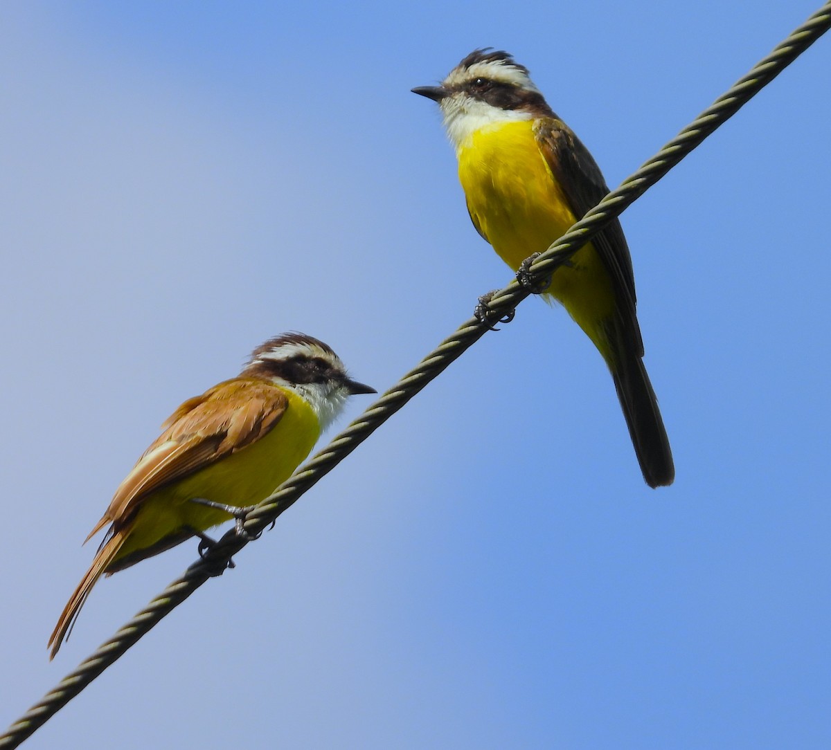 White-bearded Flycatcher - ML640907980
