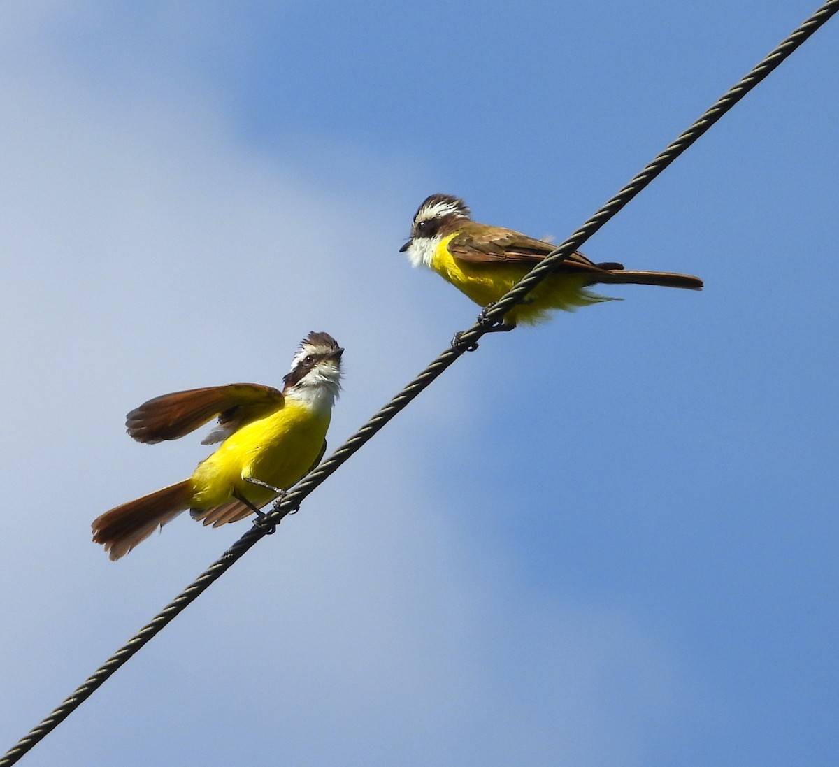 White-bearded Flycatcher - ML640907997
