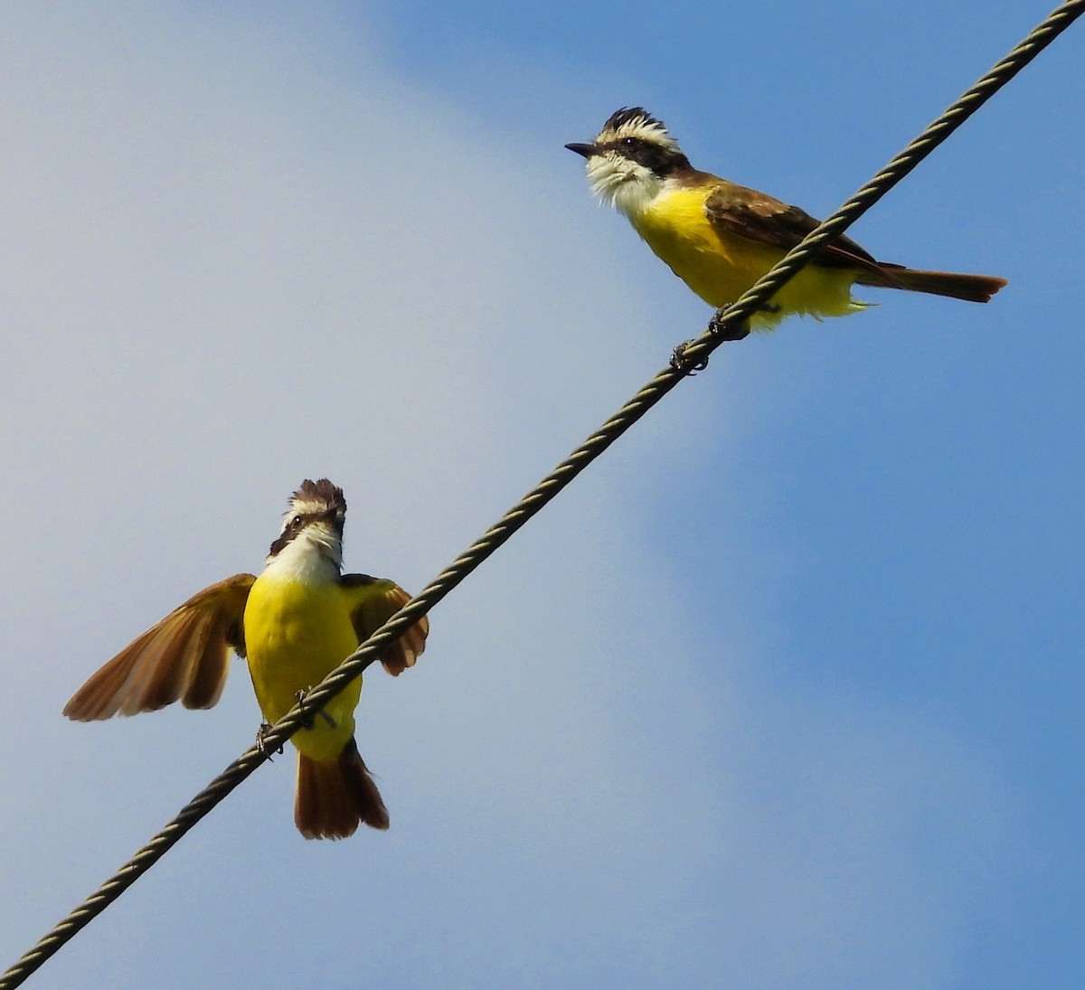 White-bearded Flycatcher - ML640908010