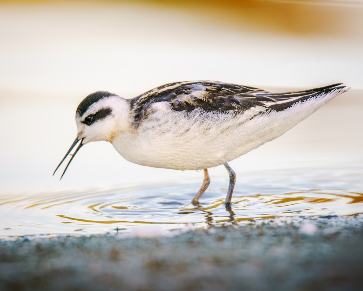 Red-necked Phalarope - ML640908022