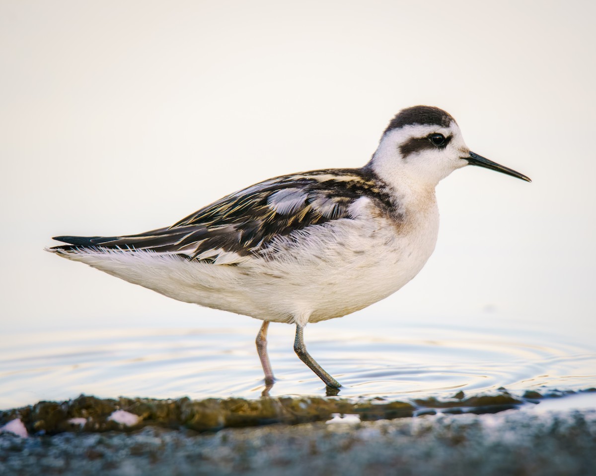 Red-necked Phalarope - ML640908024