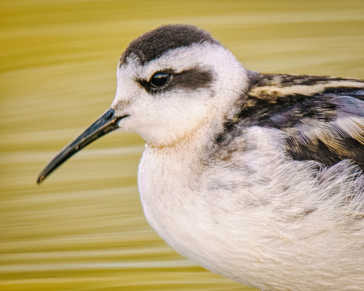 Red-necked Phalarope - ML640908025