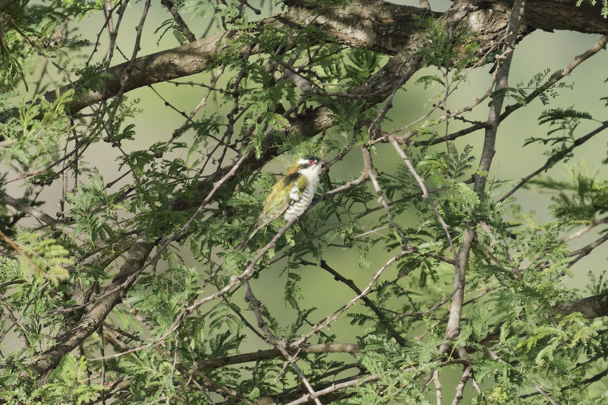 Dideric Cuckoo - ML640908061