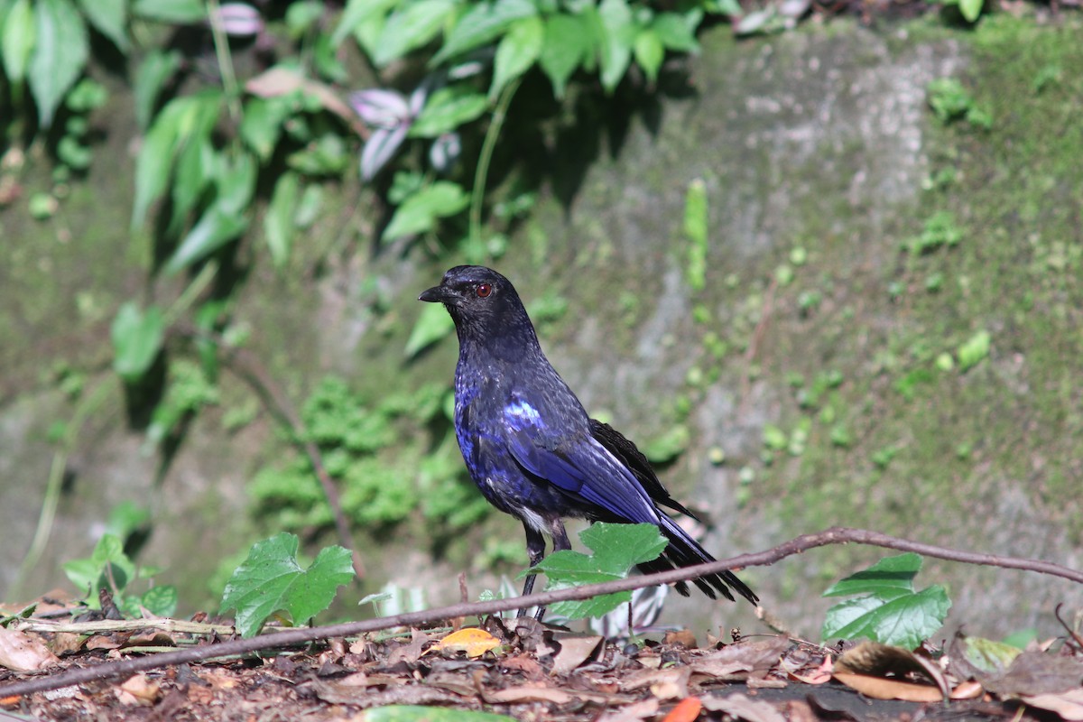 Taiwan Whistling-Thrush - ML640908067