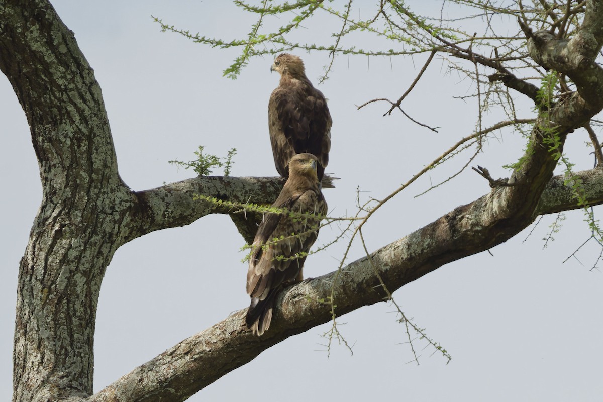 Tawny Eagle - ML640908070