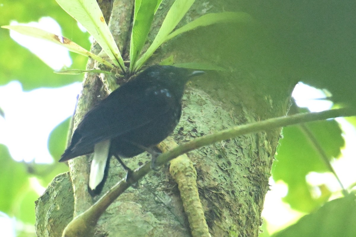 Natewa Silktail - ML640908088