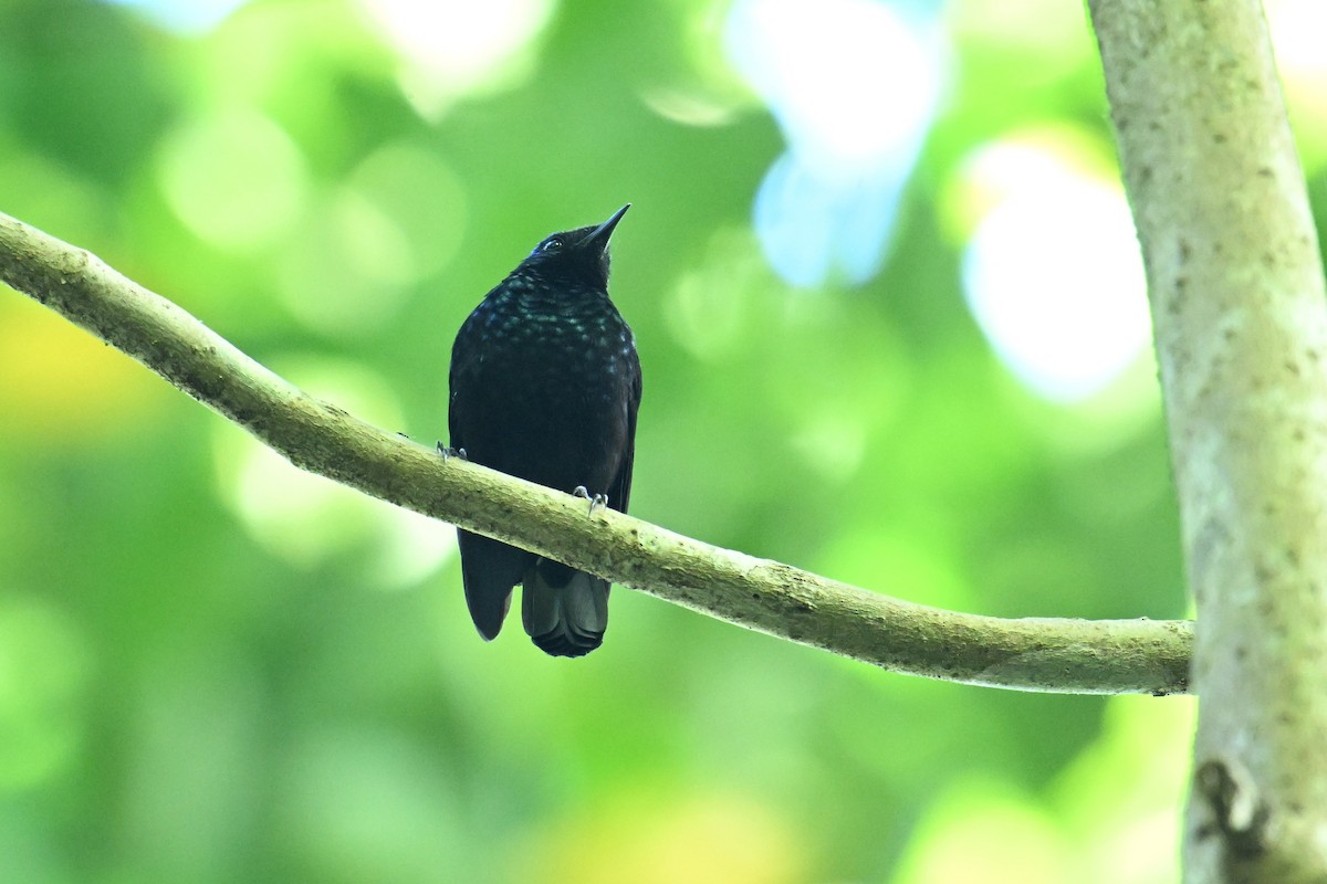 Natewa Silktail - ML640908089