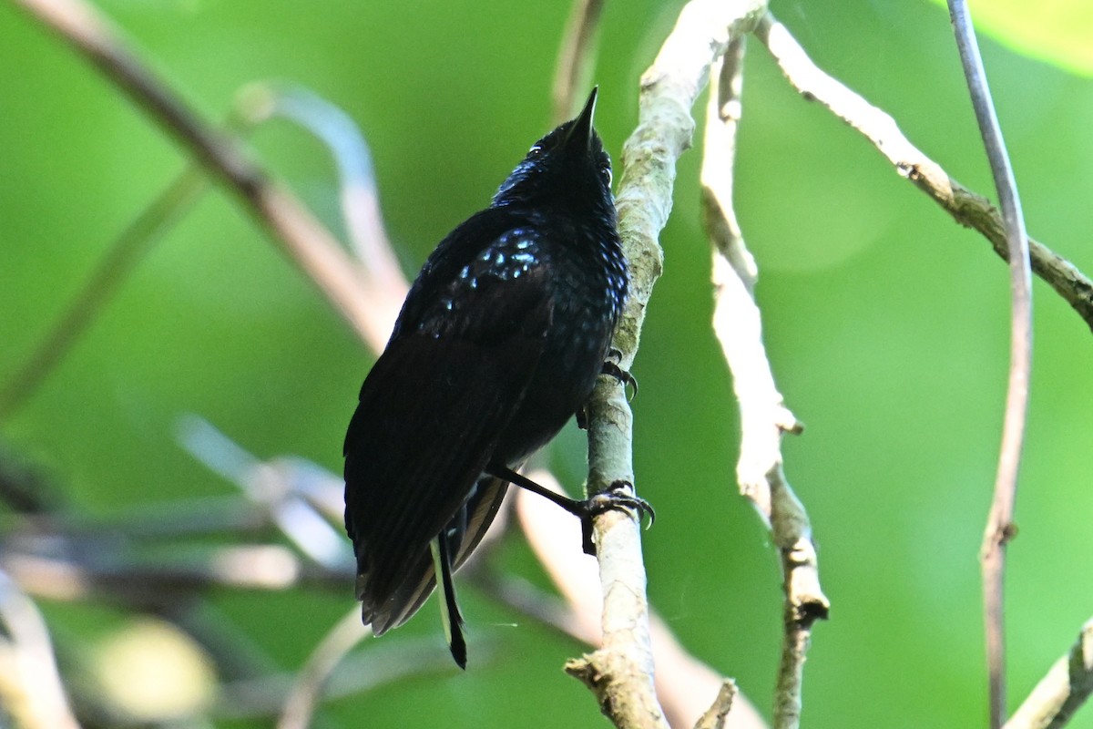 Natewa Silktail - ML640908090