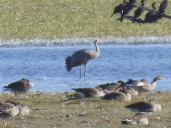 Common Crane - ML640908092