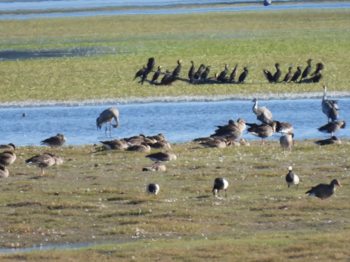 Common Crane - ML640908093
