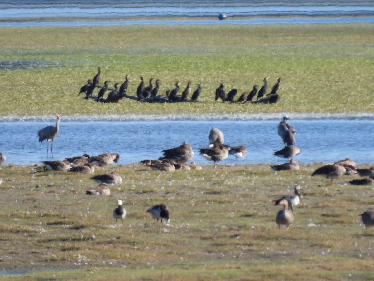 Common Crane - ML640908094