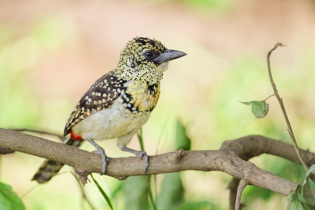 D'Arnaud's Barbet (Usambiro) - ML640908106