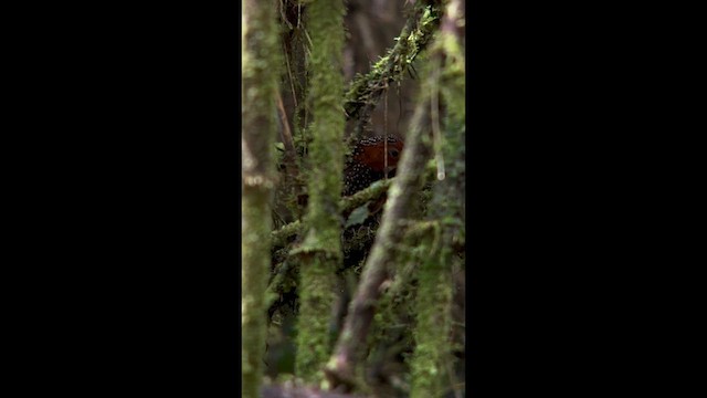 Ocellated Tapaculo - ML640908130