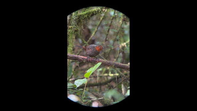 Ocellated Tapaculo - ML640908131