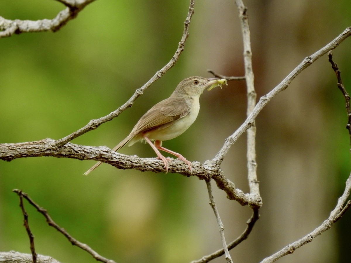 Brown Prinia - ML640908172