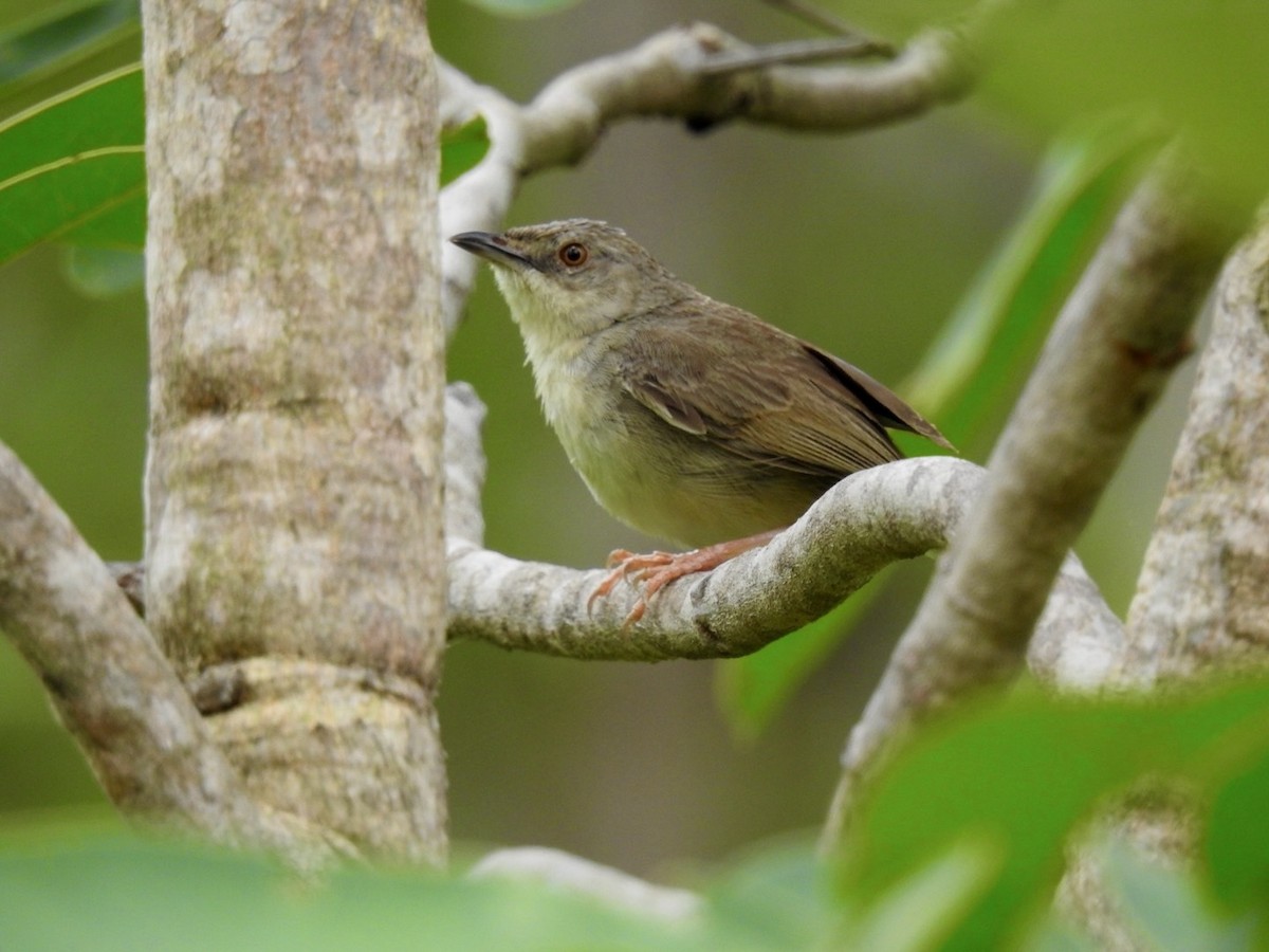 Brown Prinia - ML640908173
