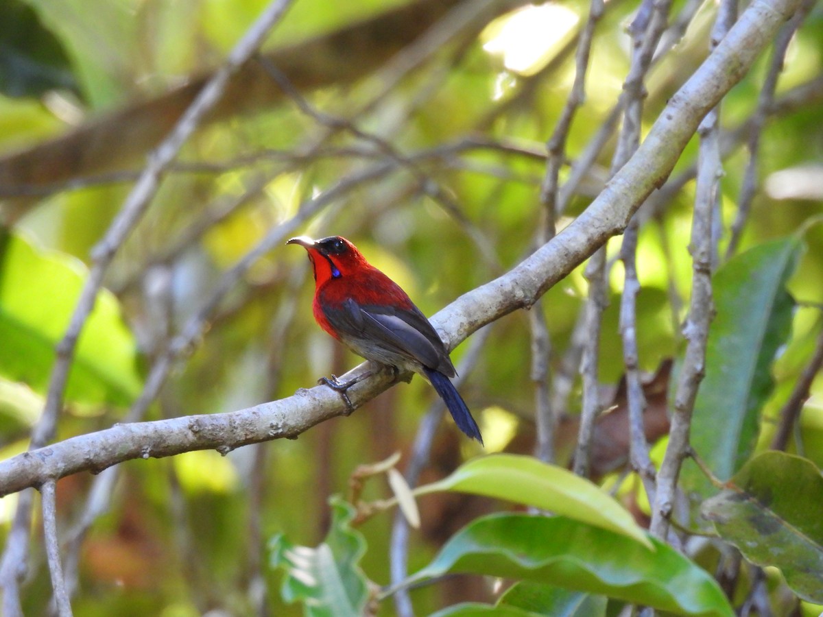 Crimson Sunbird (Crimson) - ML640908174
