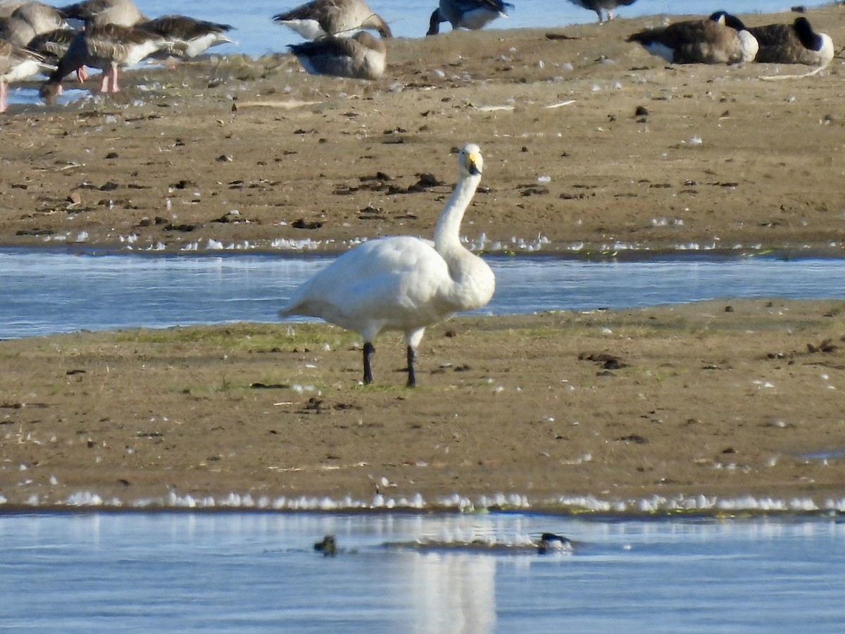 Whooper Swan - ML640908176