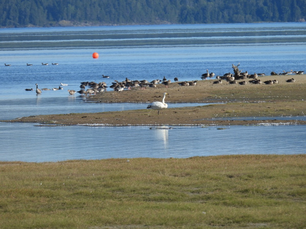 Whooper Swan - ML640908177