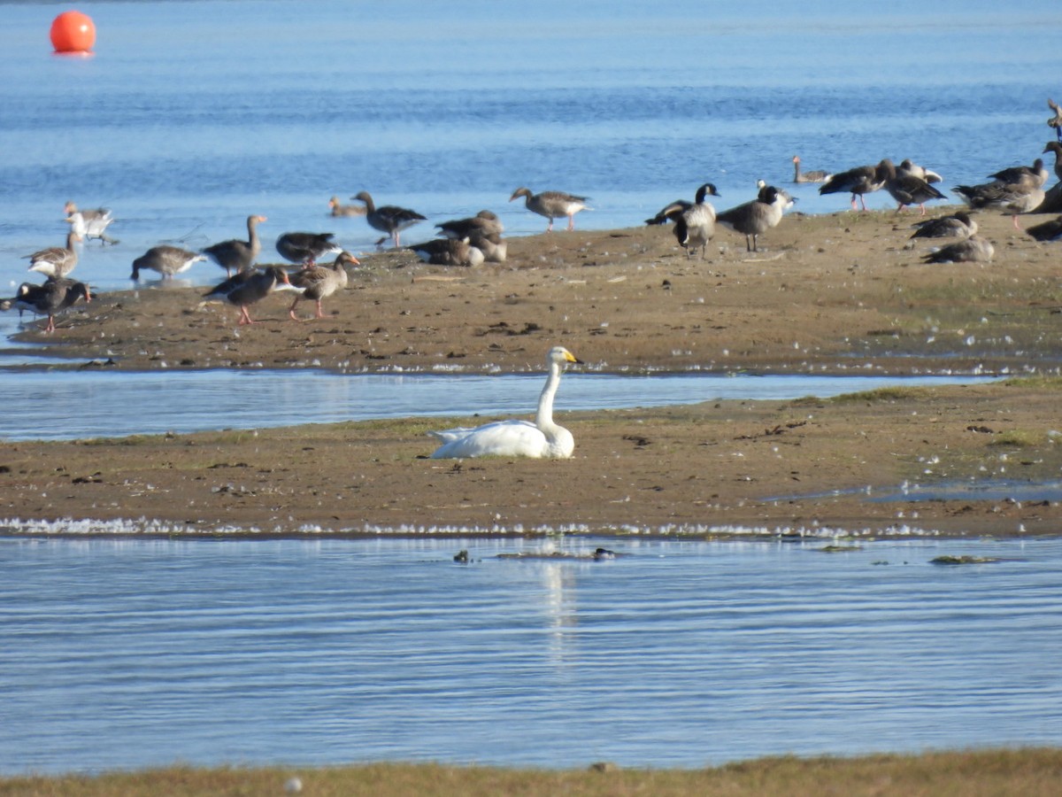 Whooper Swan - ML640908178